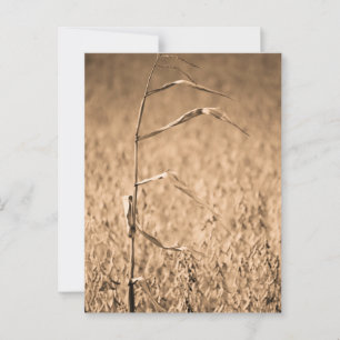 Single Cornstalk in Field  Postcard