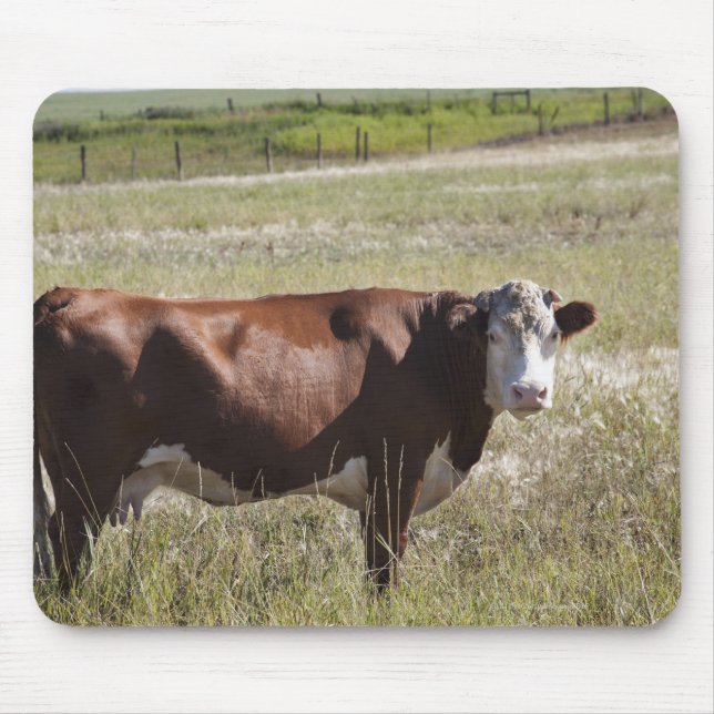 Single Cow In A Field Mouse Pad (Front)