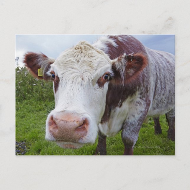 Single cow peerring into camera postcard (Front)