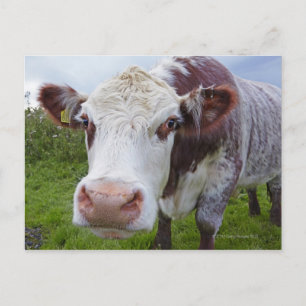 Single cow peerring into camera postcard