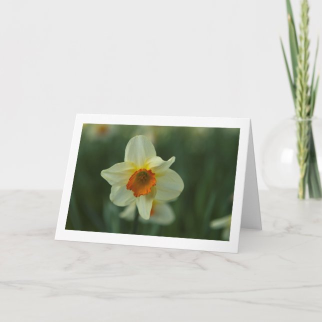 Single Daffodil Folded Blank Greeting Card (Front)