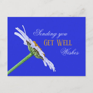 Single Daisy Flower on Canvas Postcard