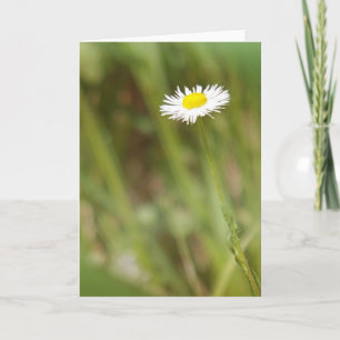 Single Daisy Greeting Card
