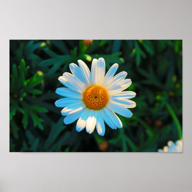 Single Daisy Poster (Front)