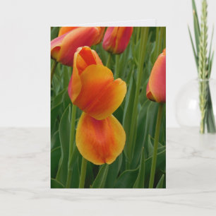 Single Golden Tulip Note Card