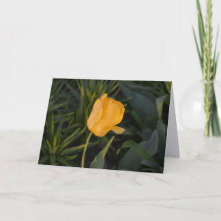 Single Golden Tulip Note Card
