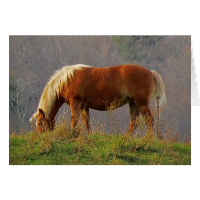 Single Horse Grazing (Front Horizontal)
