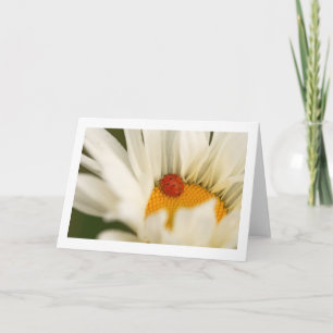 Single Ladybug Folded Blank Greeting Card