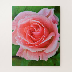 Single Large Pink Rose Up Close Jigsaw Puzzle