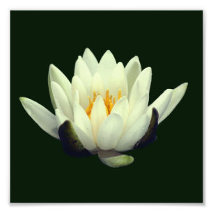 Single Lotus Blossom 8x8 Photo Print