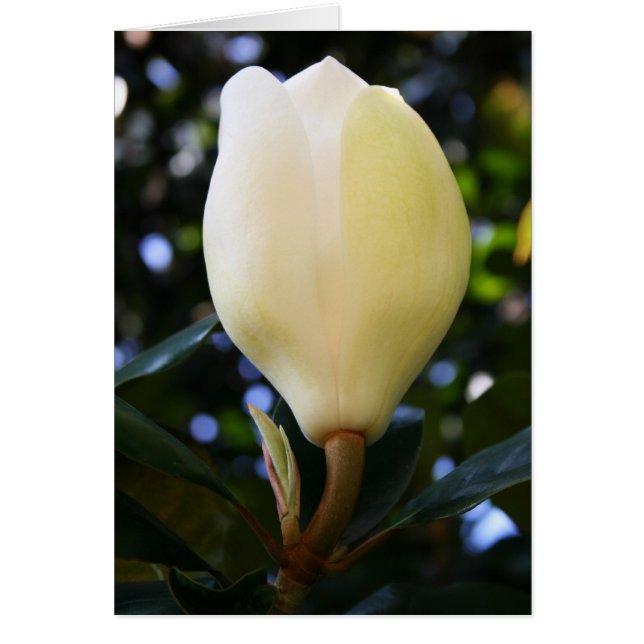 Single Magnolia Bud (Front)