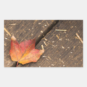 Single Maple Leaf in Fall Sticker