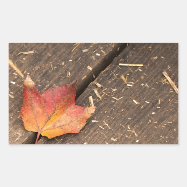 Single Maple Leaf in Fall Sticker (Front)