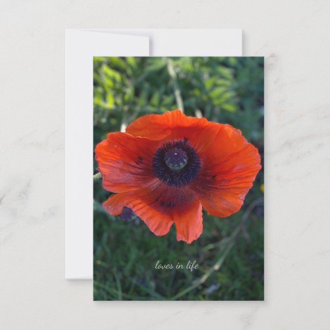 Single Orange Oriental Poppy Card (Front)