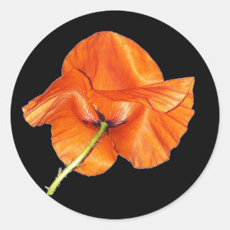 Single Orange Red Poppy with Green Steam 2 Classic Round Sticker