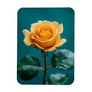 Single Peach Rose Magnet