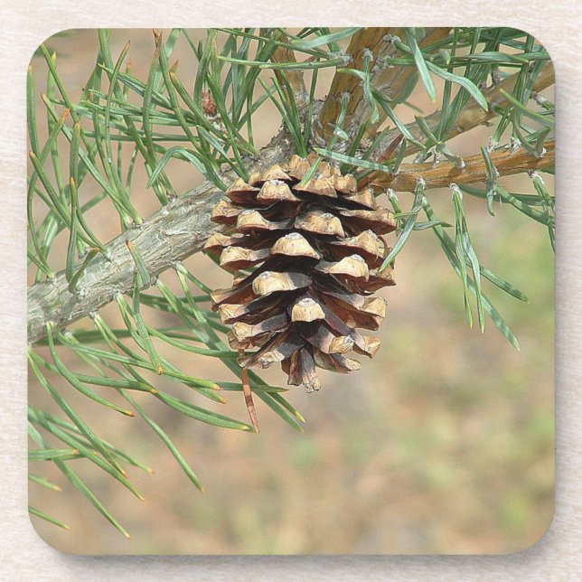 Single Pine Cone Coasters (Front)