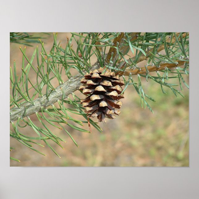 Single Pine Cone Print (Front)