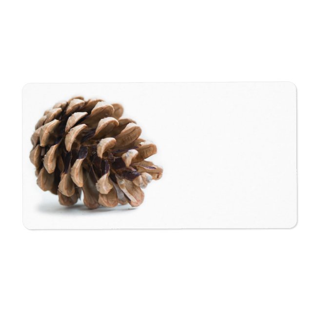 Single pinecone (Front)