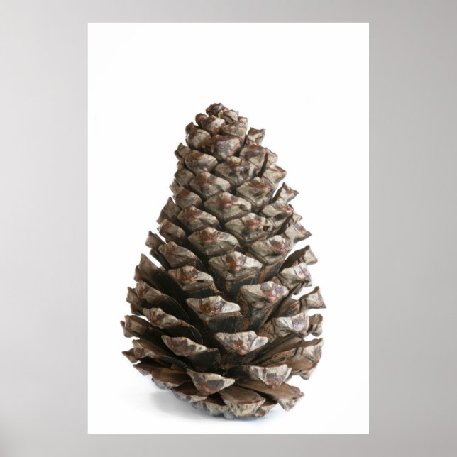 Single pinecone poster (Front)