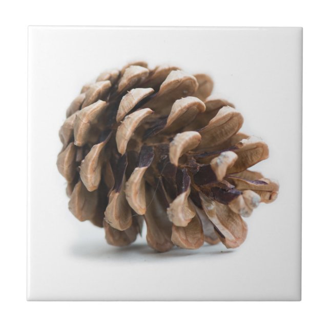 Single pinecone tile (Front)