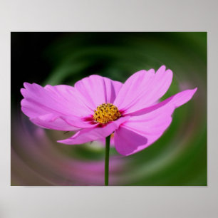 Single Pink Cosmos Wildflower  Poster