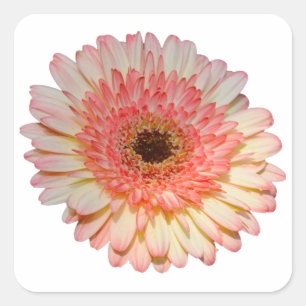 Single pink gerber flower square sticker
