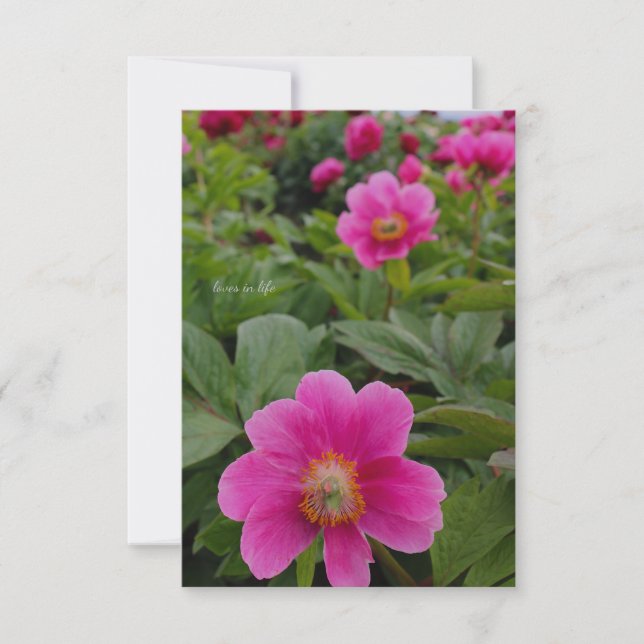 Single Pink Peonies Card (Front)