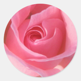 Single Pink Rose Classic Round Sticker