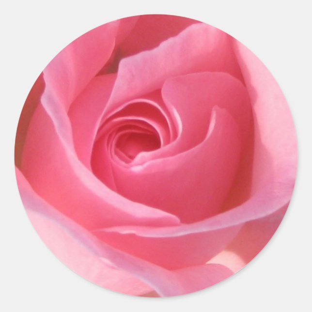 Single Pink Rose Classic Round Sticker (Front)