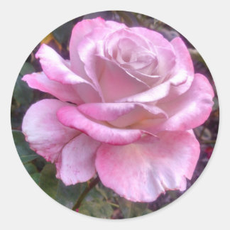 Single pink rose on a sticker