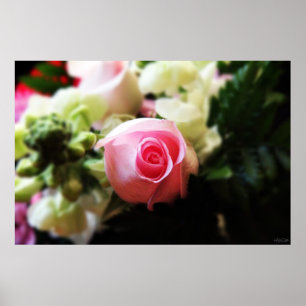 single pink rose photography print