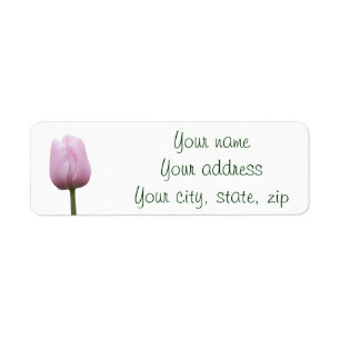 Single Pink Tulip Bud