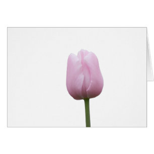 Single Pink Tulip Bud with Poem