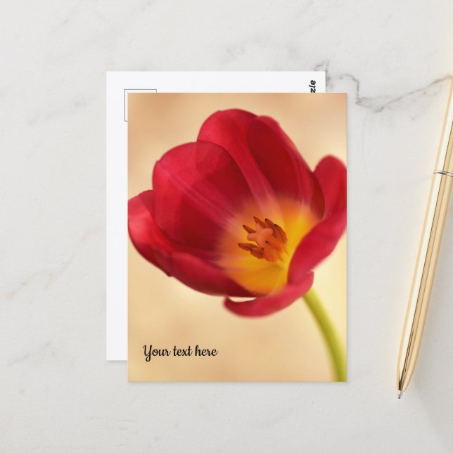 Single Pink Tulip Postcard (Front/Back In Situ)