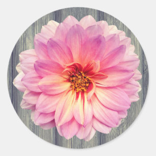 Single Pink Zinnia Flower on Grey Wood Classic Round Sticker