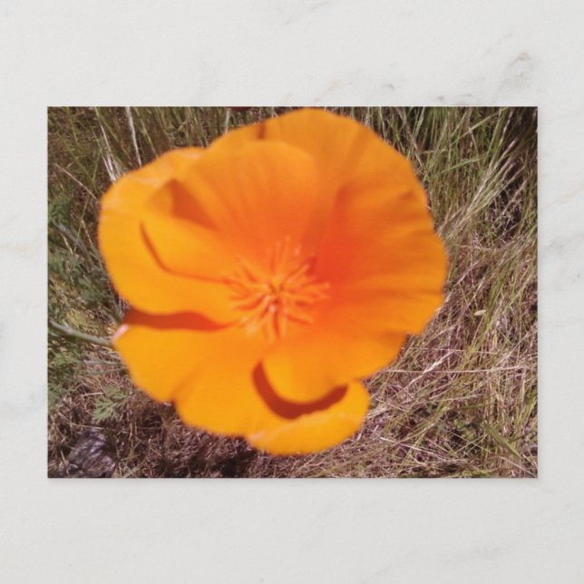 Single Poppy Postcard (Front)