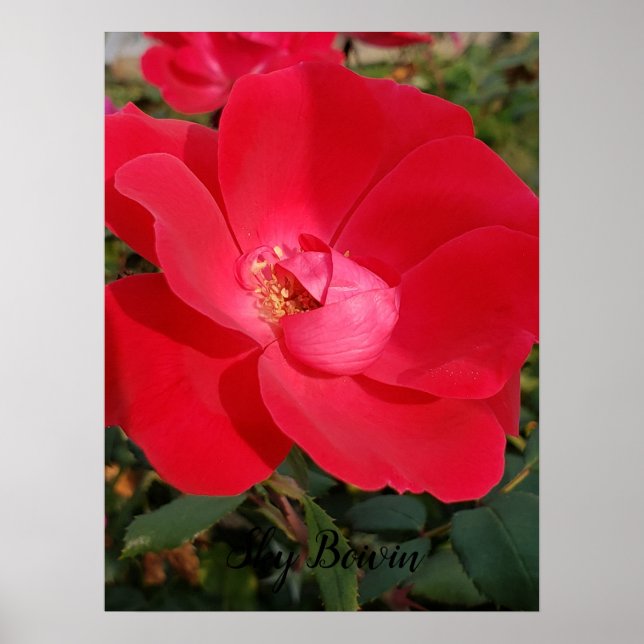 single primrose poster (Front)