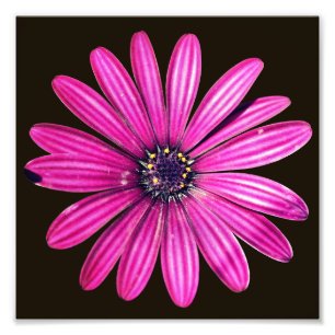 Single Purple African Daisy Flower 8x8 Photo Print