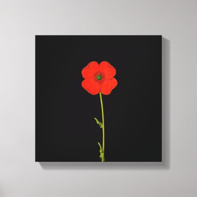 Single red poppy flower on canvas (Front)