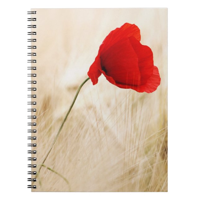 Single Red Poppy in a Grassy Field Notebook (Front)