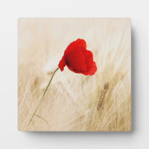 Single Red Poppy in a Grassy Field Plaque