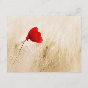 Single Red Poppy in a Grassy Field Postcard