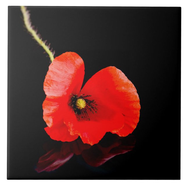 Single red poppy on black tile (Front)