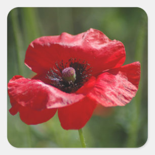 Single red poppy square sticker