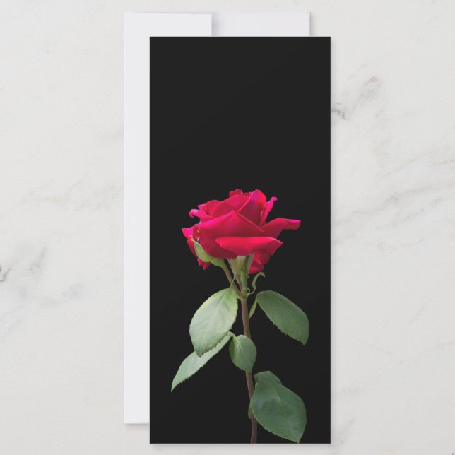 Single red rose (Front)