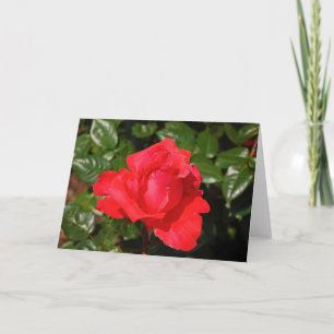 Single red rose greeting card
