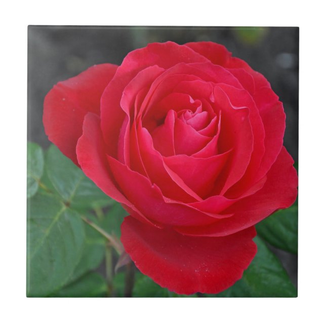 Single red rose tile (Front)