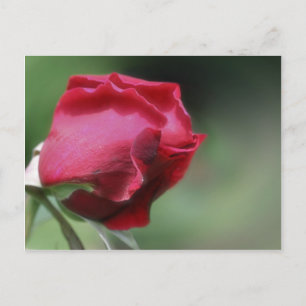 Single Red Rosebud Flower Postcard