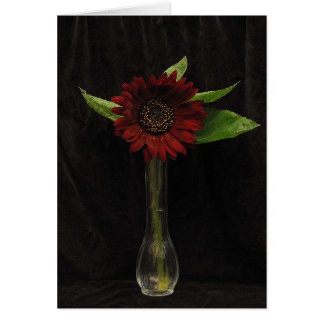 Single Red Sunflower Blank Card (Front)